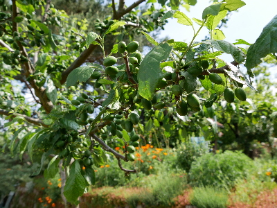 Obstbume satt- M