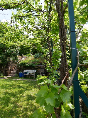 Weinreben- M