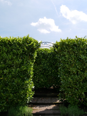 ab durch die Hecke- M