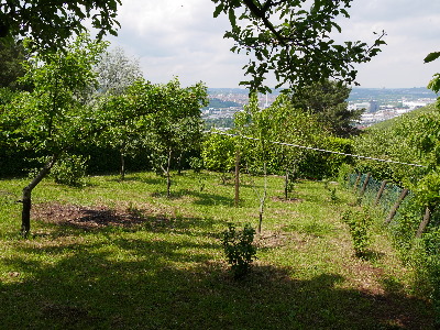 klare Strukturen- M