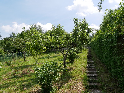viele Obstsorten- M